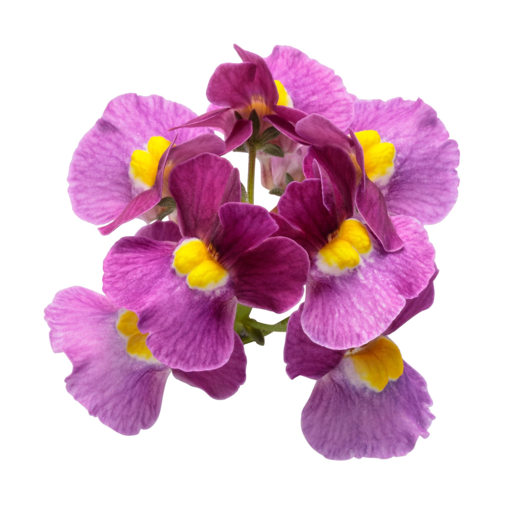 Proven Winners 4" Purple Aromance Mulberry Nemesia Live Plant in 4.25" Pot (4 Count)