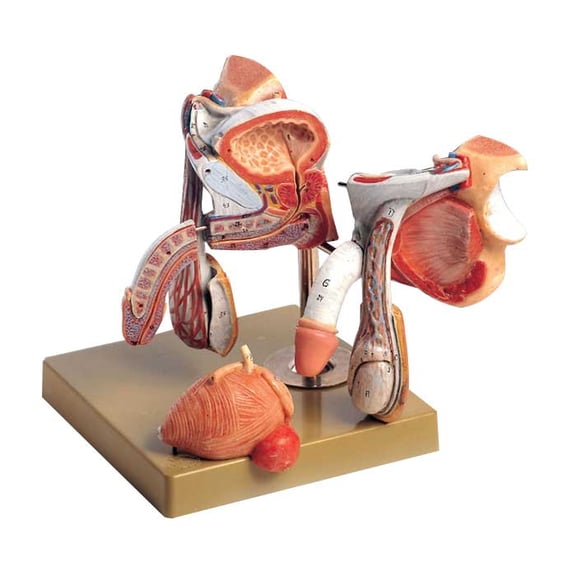 Male Genitals Anatomical Model