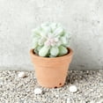 thumbnail image 4 of Lifelike Succulent Arrangement In Modern Decorative Planter For Home, 4 of 4