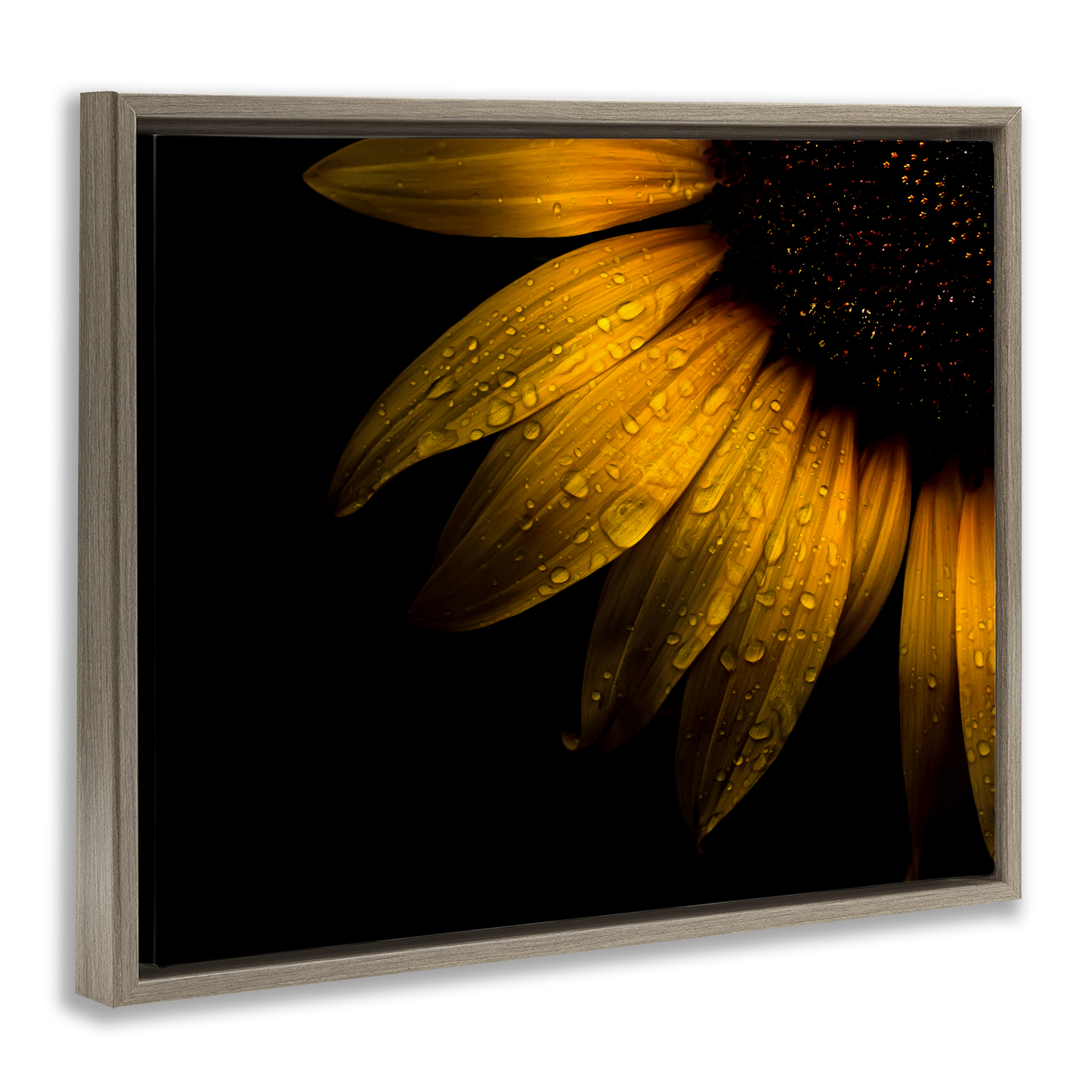Water Droplets on Sunflower Brown Framed Floater Canvas Wall Art, design by Brian Carson Photography