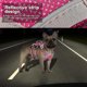 thumbnail image 5 of No Pull Dog Pet Harness Adjustable Control Vest Dogs Reflective S M L Beagle Pug, 5 of 5