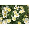 thumbnail image 2 of TomorrowSeeds - White Linen California Poppy Seeds - 6000+ Count - For 2026 Planting White, 2 of 9
