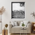 thumbnail image 4 of Historic Framed Print, Banana plantation, Indian River, 17-7/8" x 21-7/8", 4 of 9