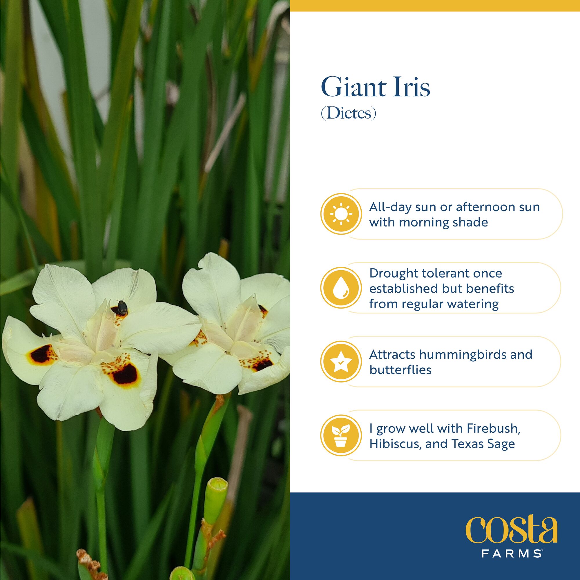 Island Blooms by Costa Farms 16" Tall Dietes Iris, Direct Sunlight, Live Flowering Outdoor Plant