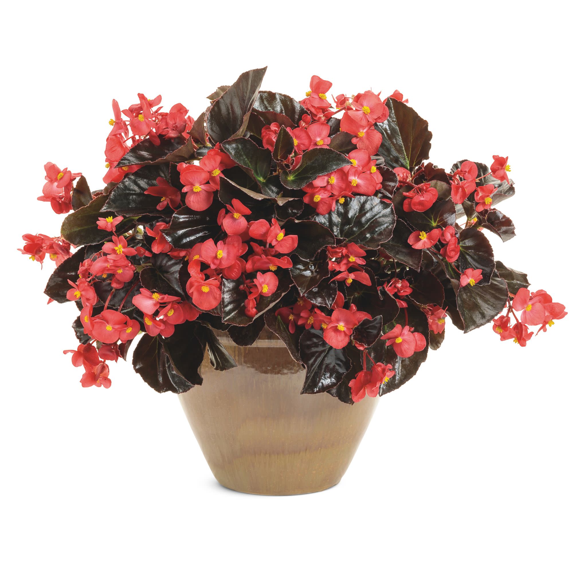 Proven Winners 4" Red Surefire Cherry Cordial Begonia Live Plant in 4.25" Pot (4 Count)