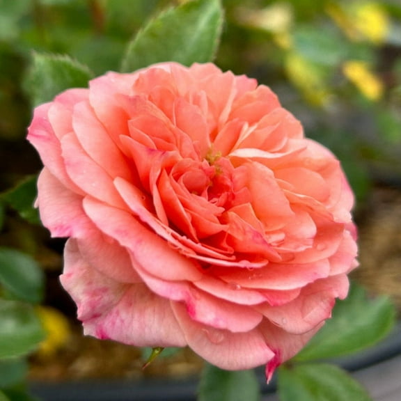 Apricot Drift Rose - 3 Gallon Pot, Live Long-Blooming Deciduous Shrub, Full Sun, Outdoor