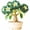 C, variant on Desert Rose, Low Maintenance - Easy Grow - Ideal for Beds Borders, Plant Pots & Planters