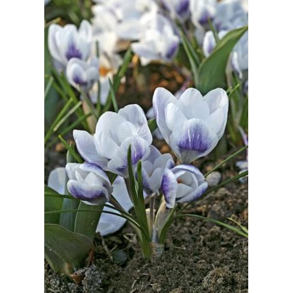 Prince Claus Snow Crocus - Very Hardy! - 5/  cm Bulbs - 20 Bulbs