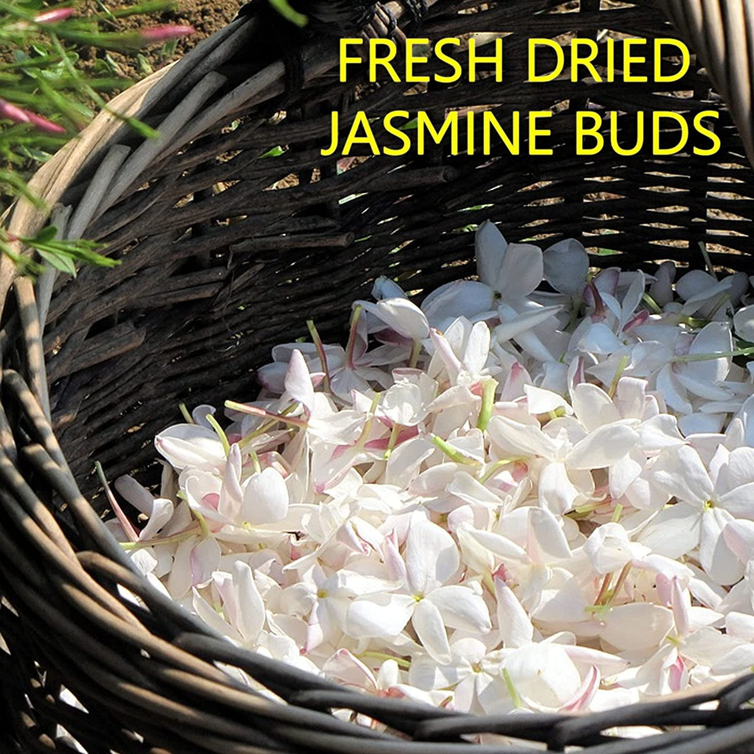 Dried Jasmine Flower #1324
