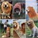 thumbnail image 4 of Realistic & Funny Leo Man for Dogs - Pet Clothes Leo Man Dog Cosplay Costumes with Ears Fancy Dress Up for S/M/L Dogs, 4 of 4