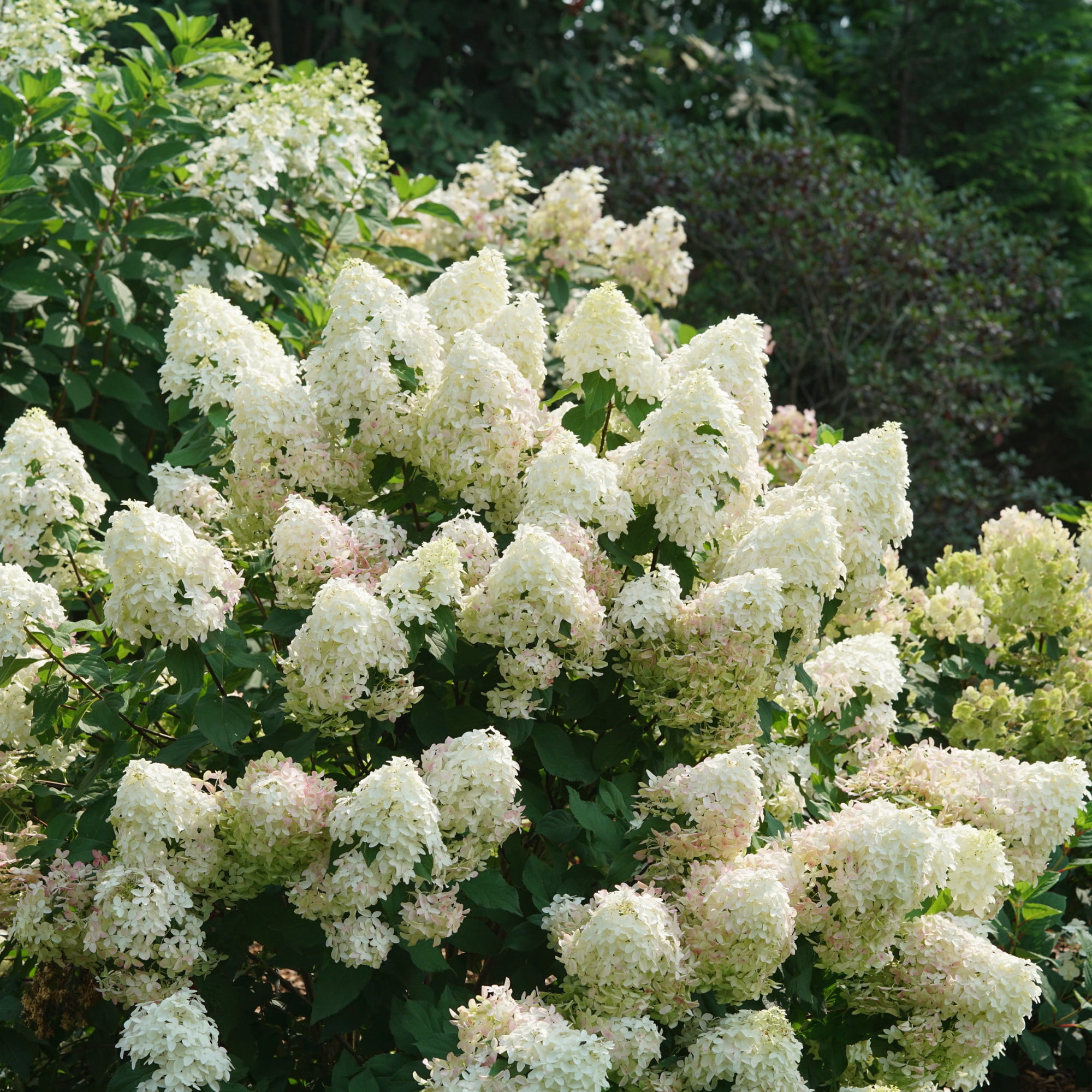 Proven Winners ColorChoice 6" Pink Quick Fire Fab Panicle Hydrangea Live Plant in 7.5" Pot