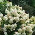thumbnail image 3 of Proven Winners ColorChoice 5" Pink Quick Fire Fab Panicle Hydrangea Live Plant in 4.5" Pot (4 Count), 3 of 7