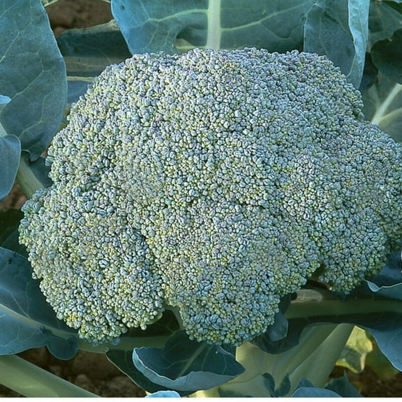 PAPAW'S GARDEN SUPPLY LLC. HELPING THE NEXT GENERATION GROW! Gypsy Hybrid Broccoli 20 Seeds