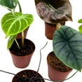 thumbnail image 5 of Rare Alocasia Assortment, 2 inch Set of 6, Jewel Variegated Jacklyn, Cuprea Pixie Plants, 5 of 5