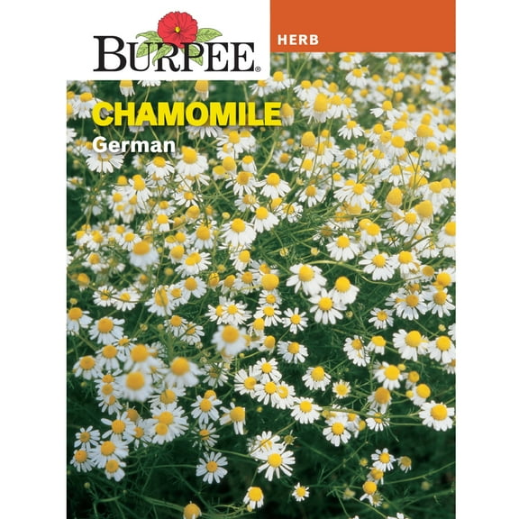 Burpee 701 mg Chamomile German Herb Seed, Annual Plant Lifecycle, Full Sun
