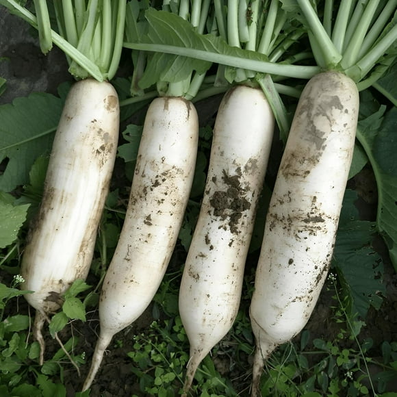 HIGHGW 80 Graines, Graines de Jardinage de Légumes de Radis Daikon pour la Maison et l'Extérieur, Graines de Jardinage de Légumes, Graines Patrimoniales Sans OGM