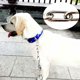 thumbnail image 2 of Correa de perro de metal Correa de perro resistente para perros grandes medianos 4 mm 4 m, 2 of 5