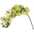 thumbnail image 1 of Green Phalenopsis Orchid Stem Artificial Flower, 1 of 1