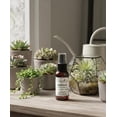thumbnail image 5 of Succulent & Air Plant Fertilizer - Ready-To-Use Mist Spray, 5 of 6