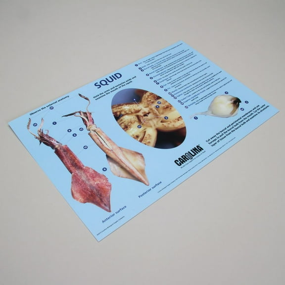Carolina Squid Dissection Mat