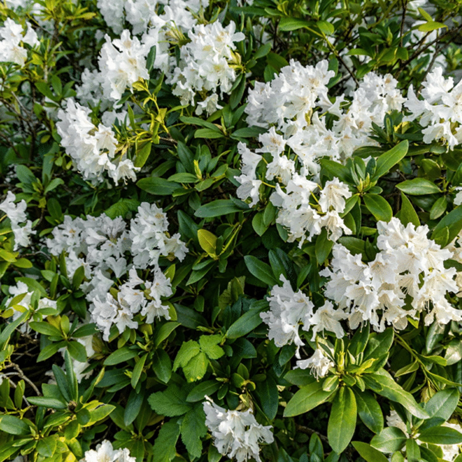 Expert Gardener 1-1.5 ft Azalea - Delaware Valley Live Shrub in 3- Gallon Grower Pot
