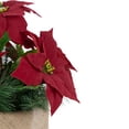 thumbnail image 4 of Northlight 13.5" Red Poinsettia with Pine Cones Artificial Christmas Floral Arrangement, 4 of 4