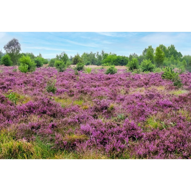 100 Scotch True HEATHER Shrub Scot's Purple Pink Flower Calluna Vulgaris Seeds