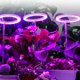 thumbnail image 2 of Labymos Las plantas LED de cuatro cabezales, 2 of 8