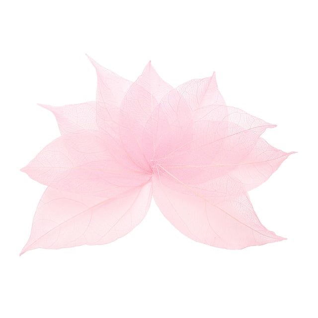 100 Pcs Hojas Esqueléticas Rosa Claro, 2"- 3" Hojas Prensadas de Árbol de Caucho para Álbumes de Fotos Manualidades
