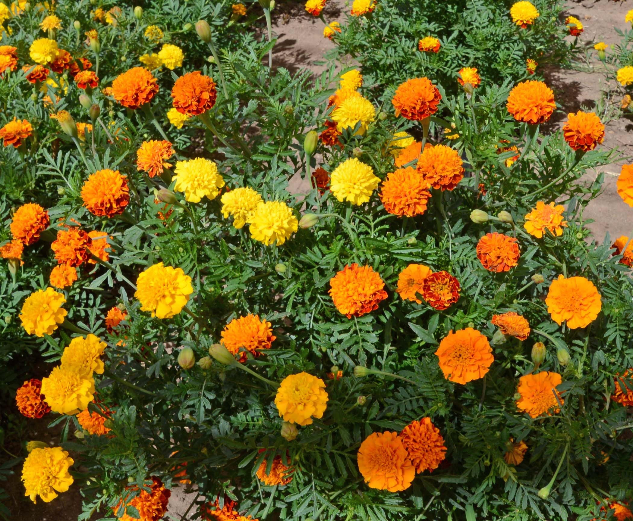 Marigold French Petite Mix Nice Garden Flower by Seed Kingdom (5 Lb Seeds)
