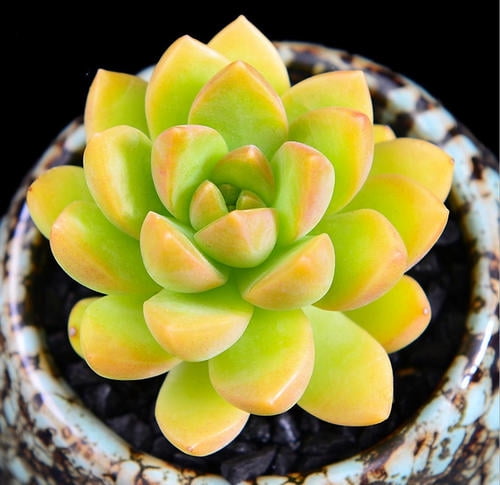 Succulent Plants, Sedum ‘Golden Glow’ Rosette Succulent Fully Rooted in 2” Planter