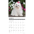 thumbnail image 3 of Just Maltese 2024 12 X 12 Wall Calendar (Calendar), 3 of 4