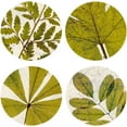 thumbnail image 6 of Green Leaf Wall Art Botanical Wall Decor Plants Leaves Print Painting Vintage Pictures for Bedroom Living Room Bathroom Office Framed Artwork (16'''' x 16'''' x4), 6 of 6