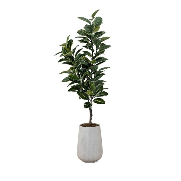 Ficus Lyrata en pot