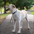 thumbnail image 3 of Country Brook Petz® 1 1/2 inch Premium I Love Mom Dog Collar, Medium, 3 of 7