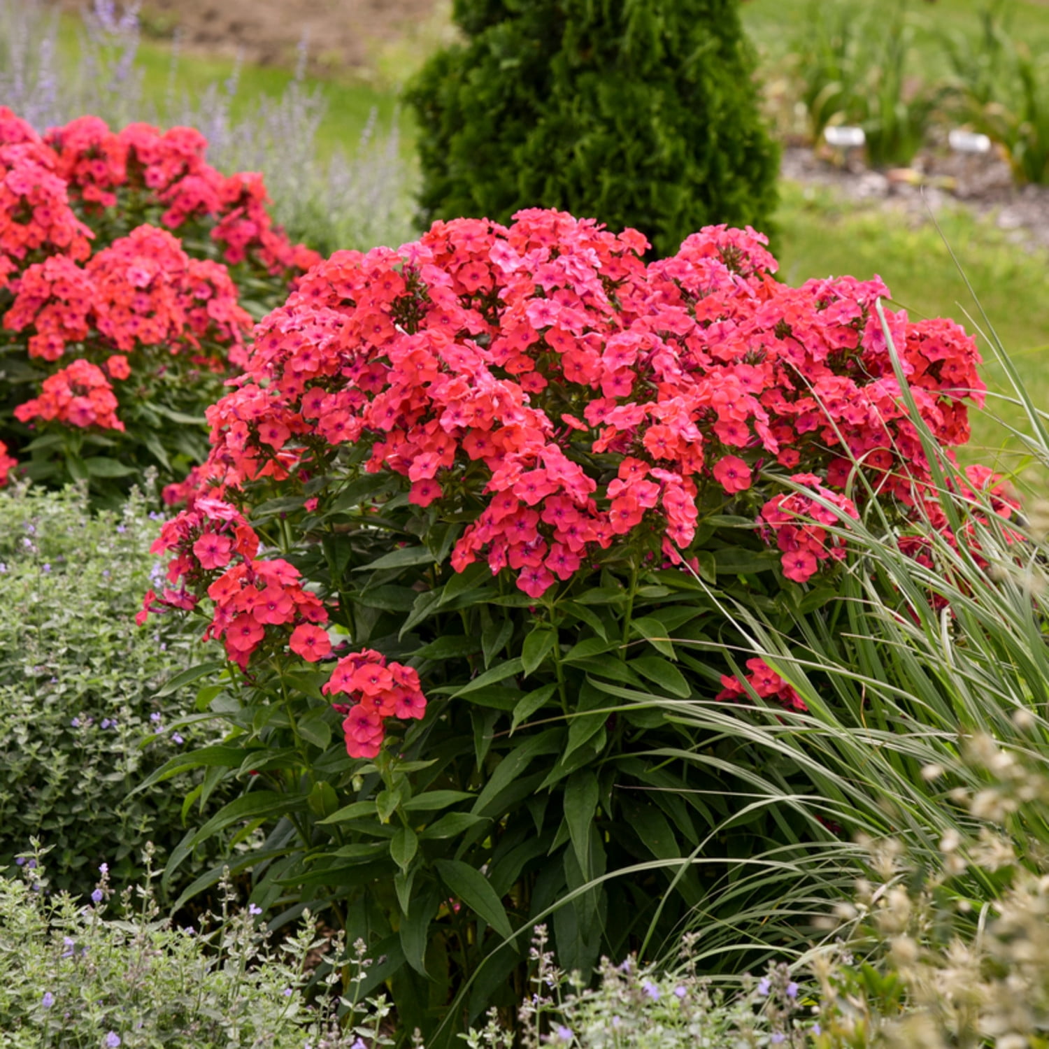 Proven Winners 6" Pink Luminary 'Sunset Coral' Tall Garden Phlox Live Plant in 7.5" Pot