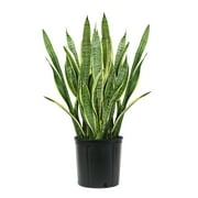 Premium Snake Plant (Sansevieria) in 10" Grower Pot, Live Plant, Grower's Choice Seasonal Selection