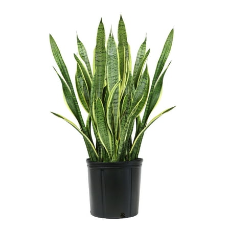 Premium Snake Plant (Sansevieria) in 10" Grower Pot, Live Plant, Grower's Choice Seasonal Selection