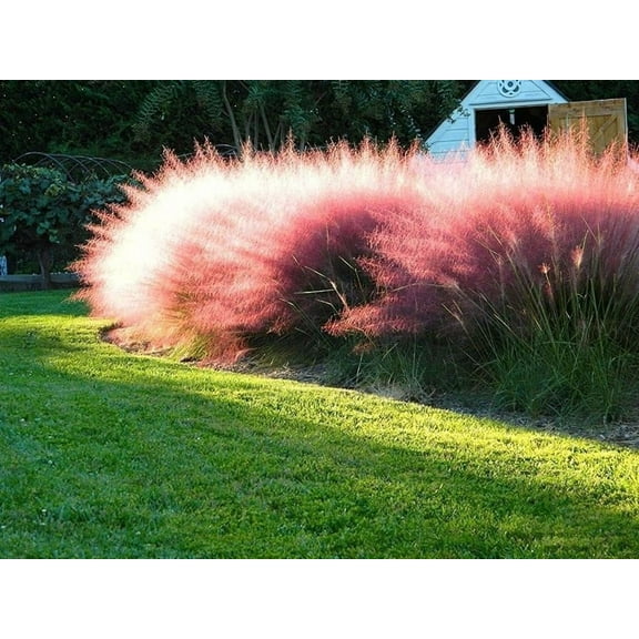 Muhly Grass  1 Extra Large 3 Gallon Plants  Muhlenbergia capillaris  Landscape Beautification  Garden Elegance