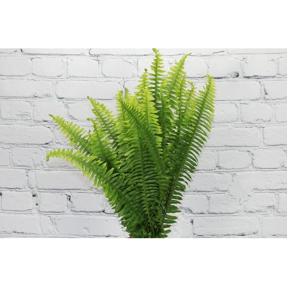 Real Touch Flowers - Fresh & Natural Sword Fern - 1 Bunch (10 Stems)