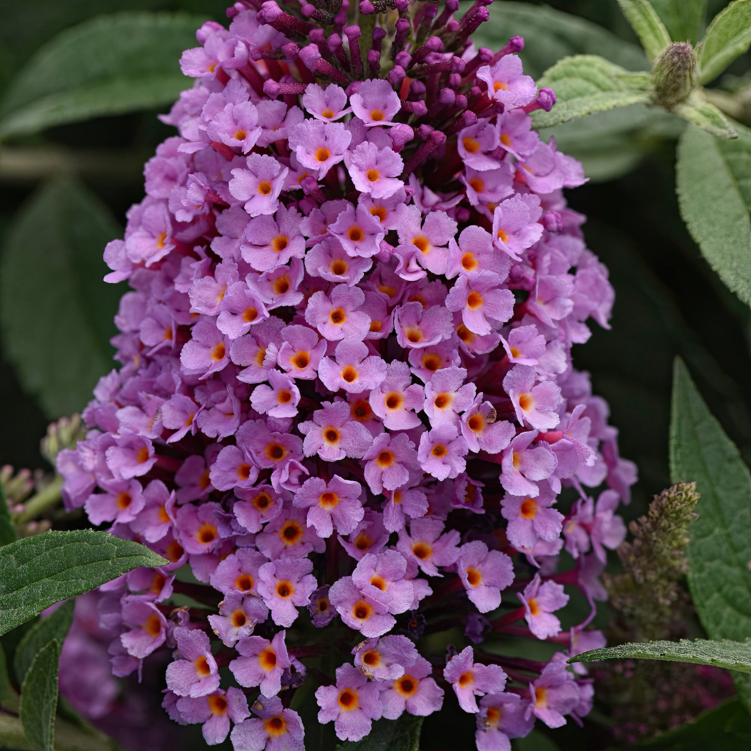 3.25 in. Buddleia Chrysalis Dwarf Butterfly Pink Live Shrub with Pink Flowers (3-Pack)