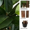 thumbnail image 3 of Pure Garden 70-inch Artificial Rubber Plant - Realistic Faux Tree, Green, 3 of 8