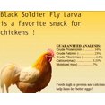 thumbnail image 2 of Alimento para Pollos Classic Flock Larvas de Mosca Soldado Negra (BSFL) 5 kg Alto en Calcio, 2 of 6