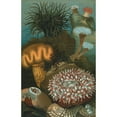 thumbnail image 2 of John George Wood 11x14 Gold Ornate Wood Frame and Double Matted Museum Art Print Titled - Sea-Anemones. (1898), 2 of 4