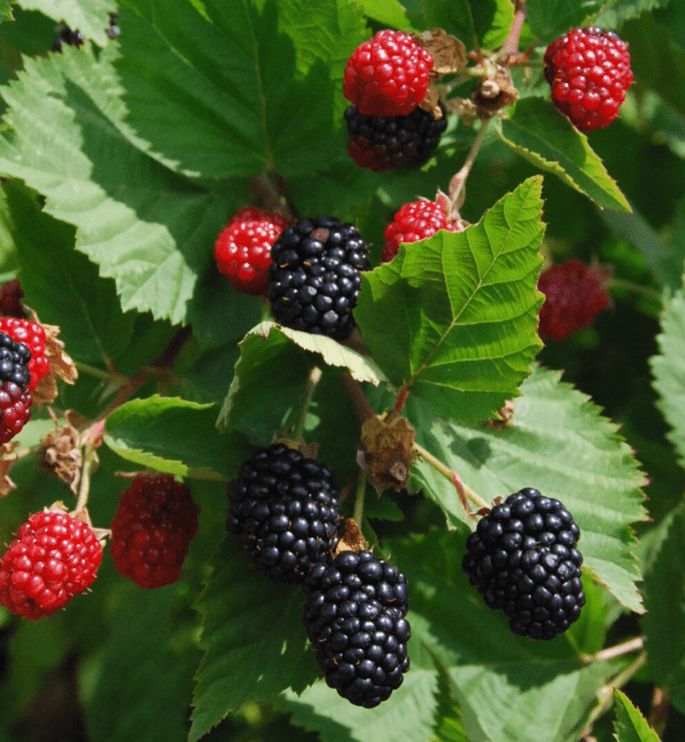 Set 2 Triple Crown Thornless Blackberry Plants Live for Planting, Thornless BlackBerry Plants for Indoor Garden 4 to 6 Inch Tall