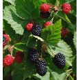 thumbnail image 5 of Set 2 Triple Crown Thornless Blackberry Plants Live for Planting, Thornless BlackBerry Plants for Indoor Garden 4 to 6 Inch Tall, 5 of 6
