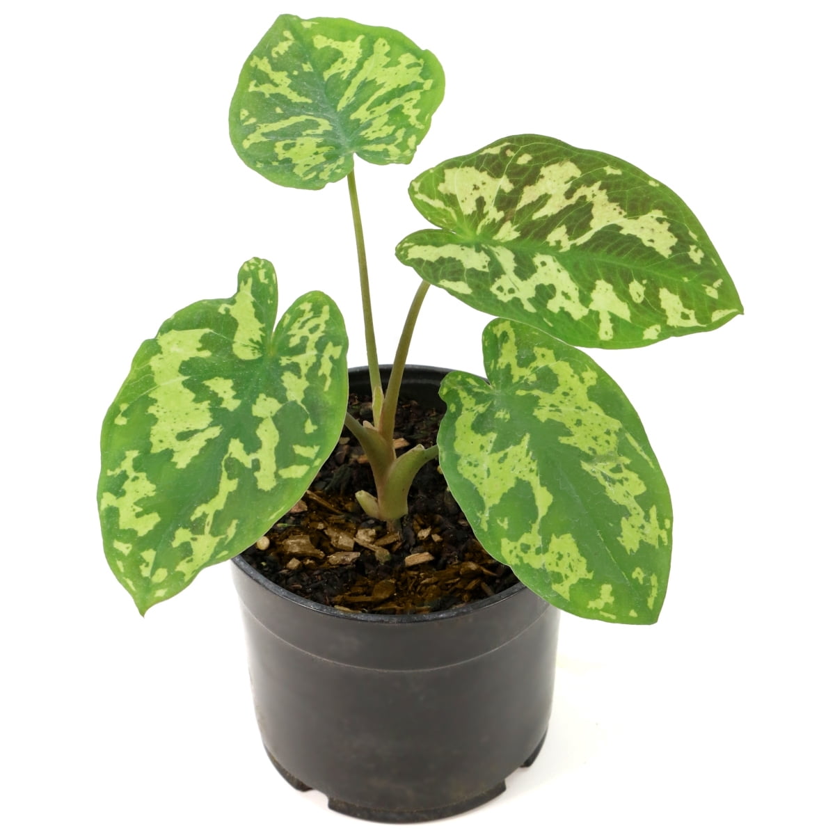 5.5 in. Alocasia Hilo Beauty Annual Plant
