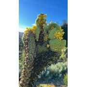 Plant Good Seed Mullein Seeds: Yellow Flowers, Green Leaves for Herbal Tea, Full Sun Easy Biennial