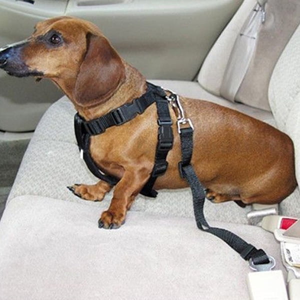 dog car lead