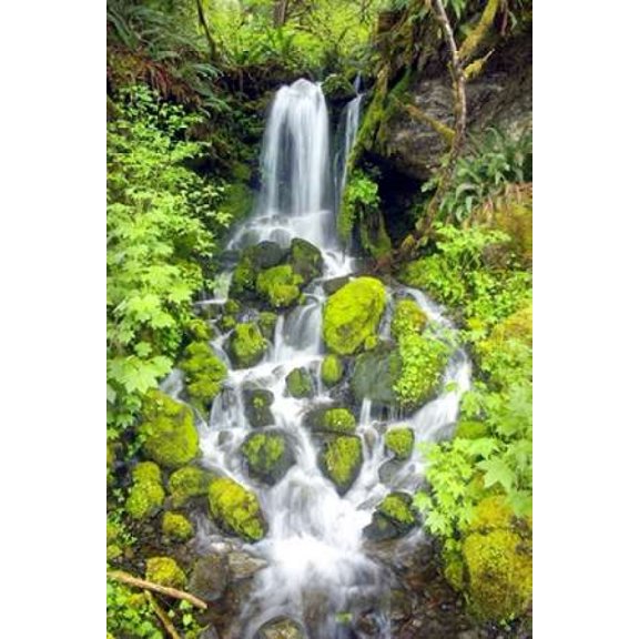 Rainforest Falls Canvas Art - Douglas Taylor (12 x 18)